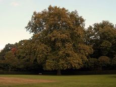 B-Herbststimmung 040.jpg